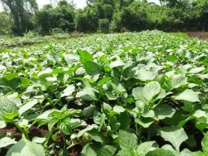 A flourishing vegetable garden on the fringes of the rice fields in Ahero in Kisumu County.