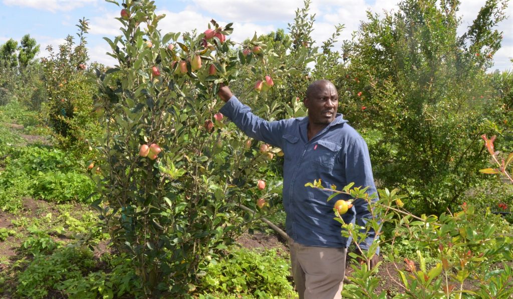Nyeri Farmers Finds Fortune in Rare Fruits Farming Kenya News Agency