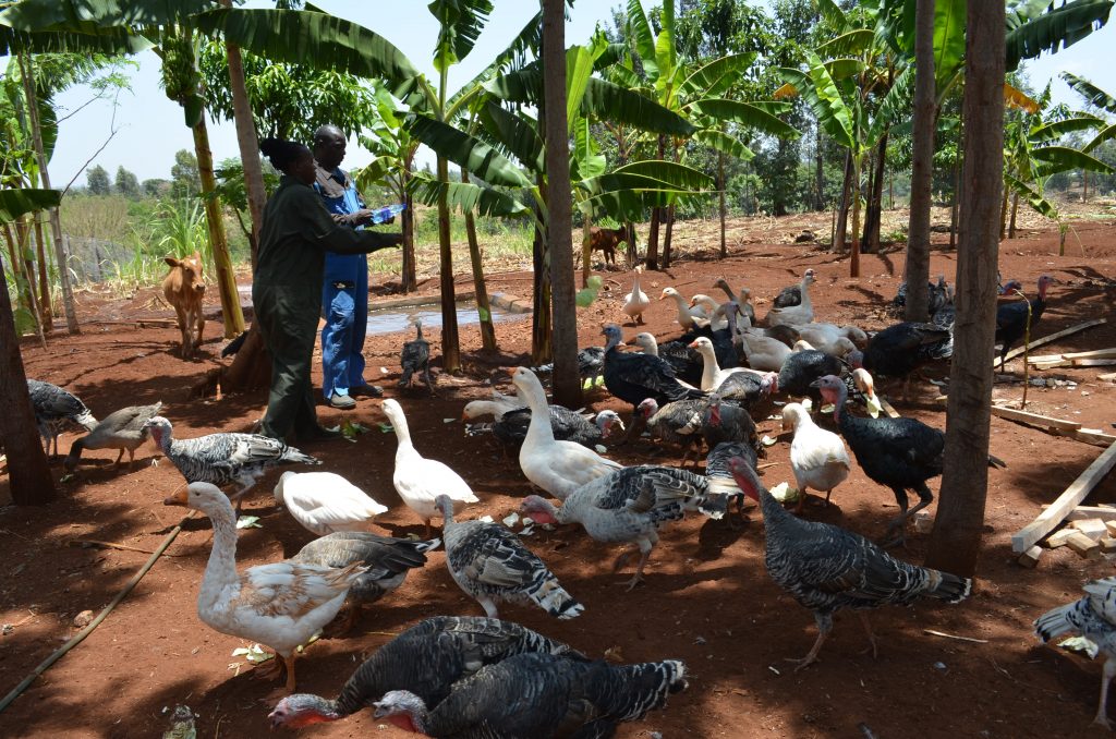 Kirinyaga Farmer Makes a Living through Geese Keeping Kenya News Agency