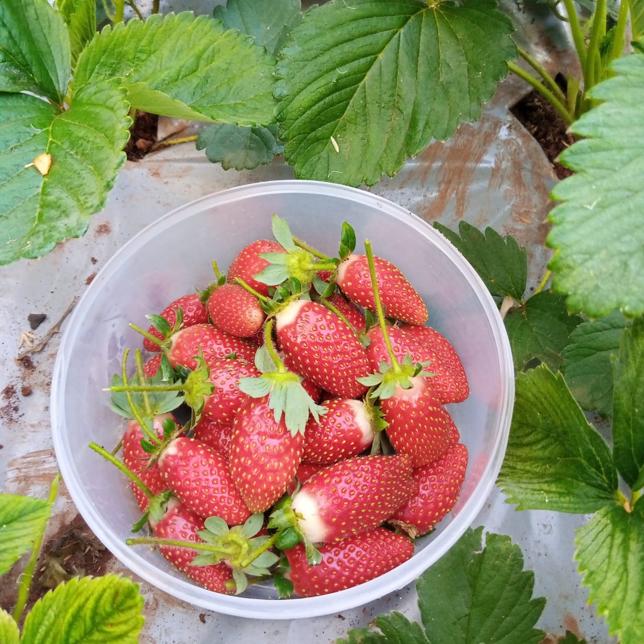 A Murang’a youth reaps big from strawberry farming Kenya News Agency