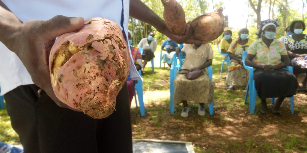 Women embrace sweet potato farming to solve health issues Kenya News