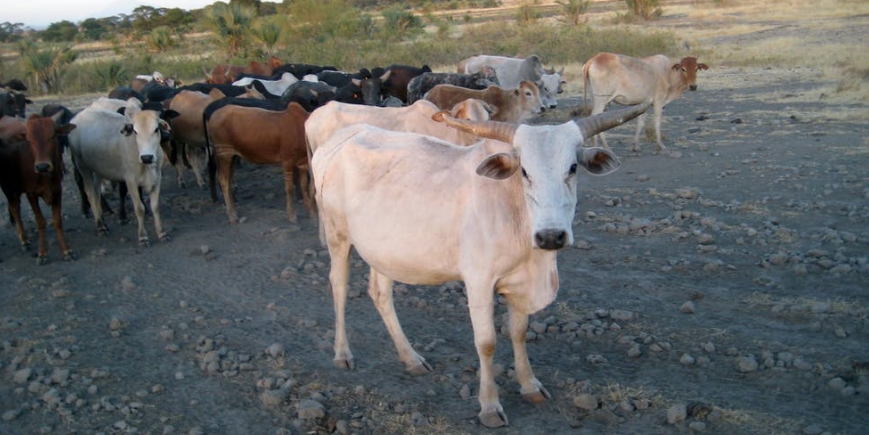 Tana River launches livestock vaccination campaign – Kenya News Agency Tana River launches livestock vaccination campaign – Kenya News Agency