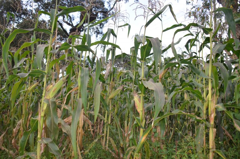 Migori farmers resort to maize importation than production Kenya News