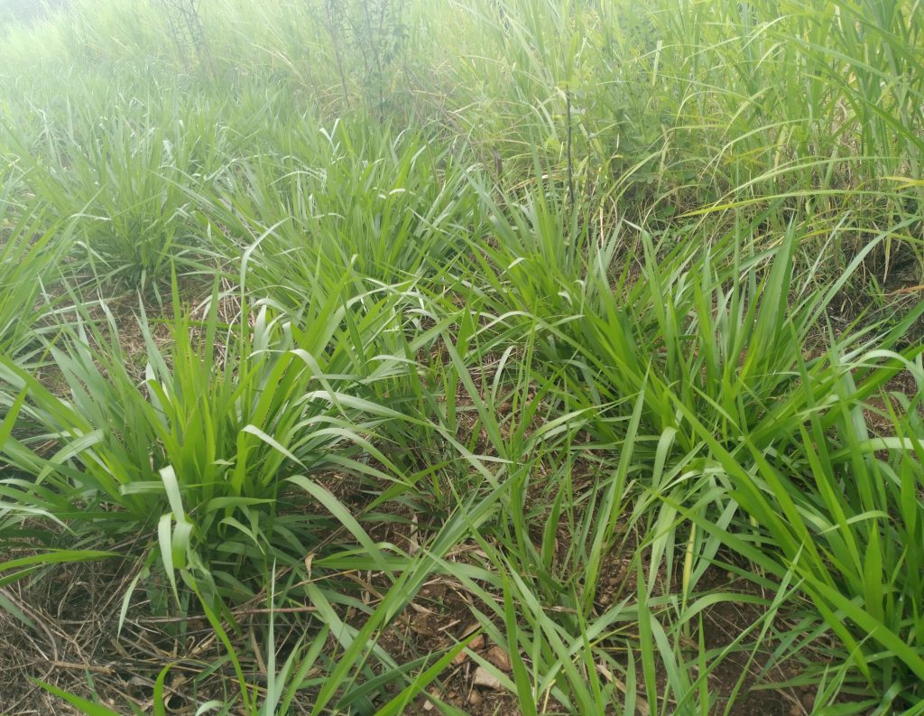 Kenya To StepUp Farming Towards Food Security African Agri Magazine