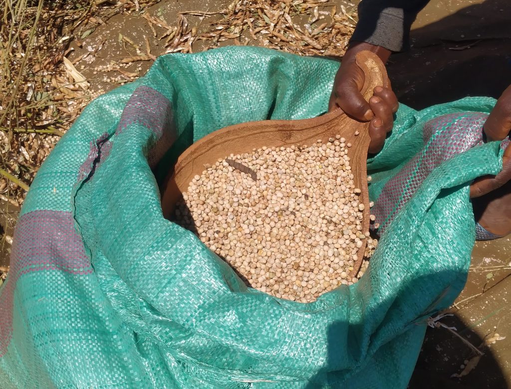 New varieties of pigeon peas to boost production Kenya News Agency