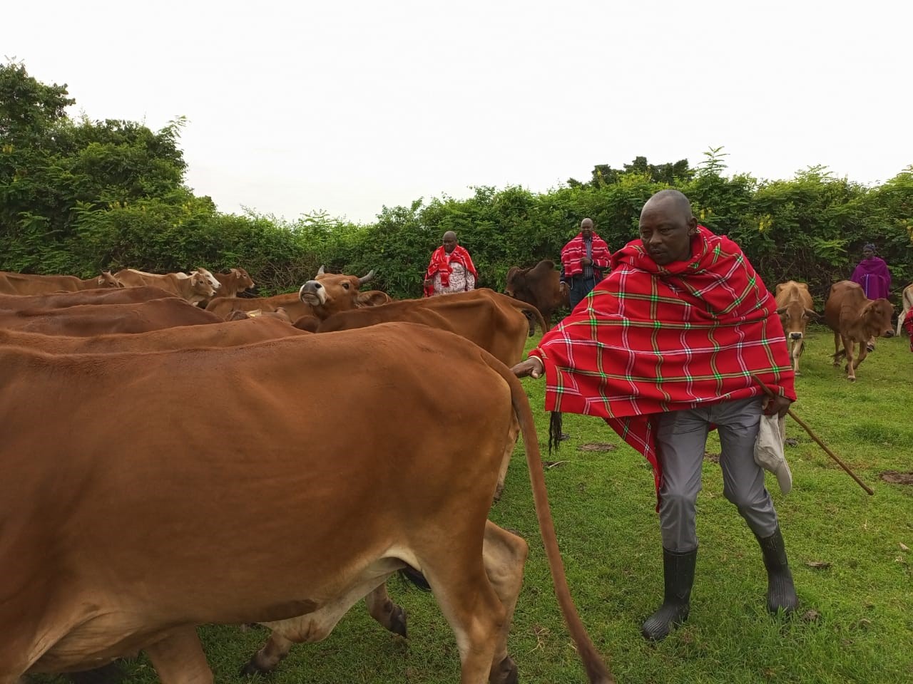 Gov’t is working to improve, restock Sahiwal cattle breed Kenya News