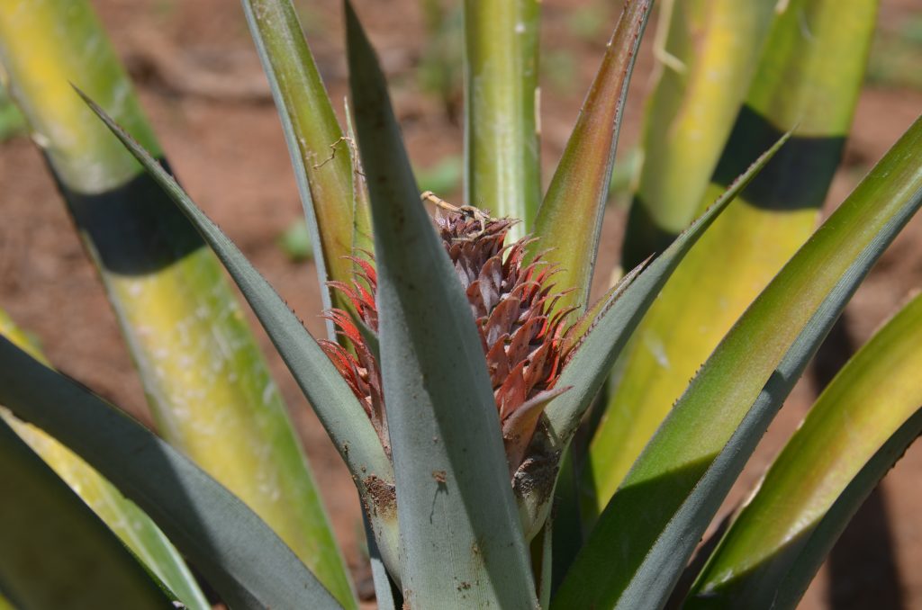 Migori Farmer Ventures into Pineapple Production Kenya News Agency