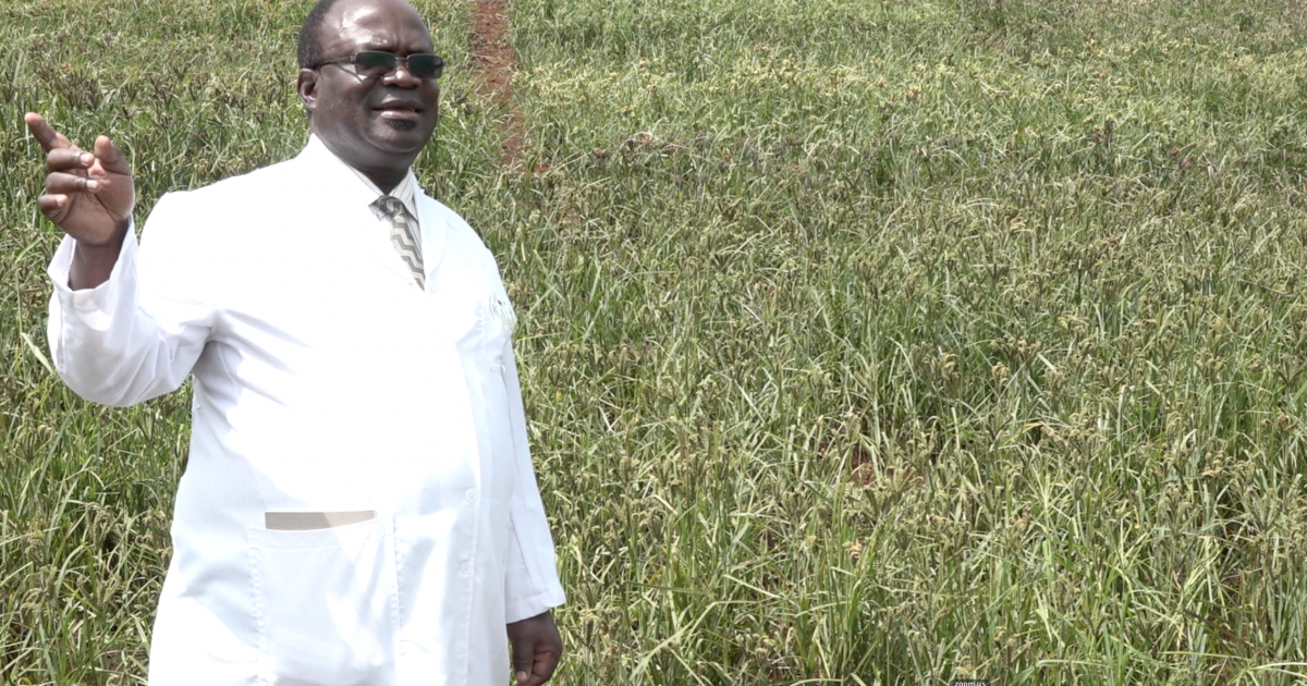 Millet farming gains roots in western Kenya News Agency