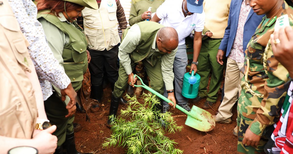 Nairobi Plants 110,000 Trees in Marking the National Tree Planting Day – Kenya News Agency